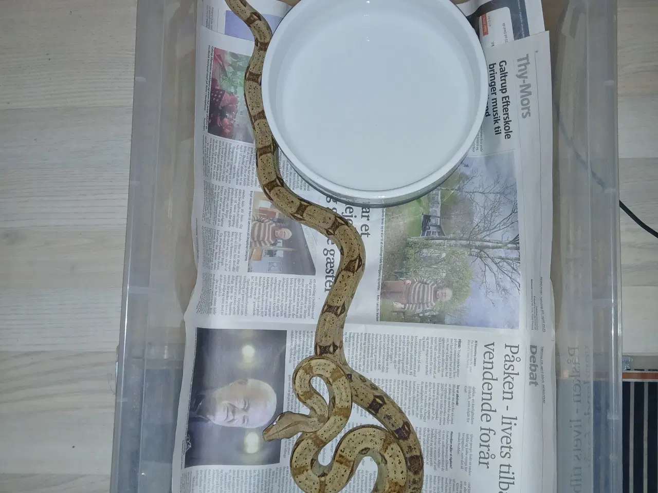 Billede 2 - 1.2 kongeboa