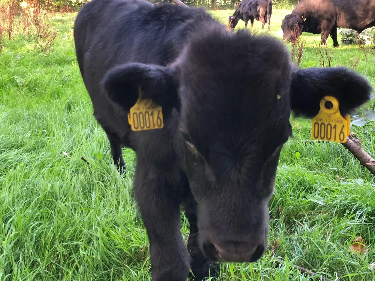 Billede 1 - Dexter tyr. 