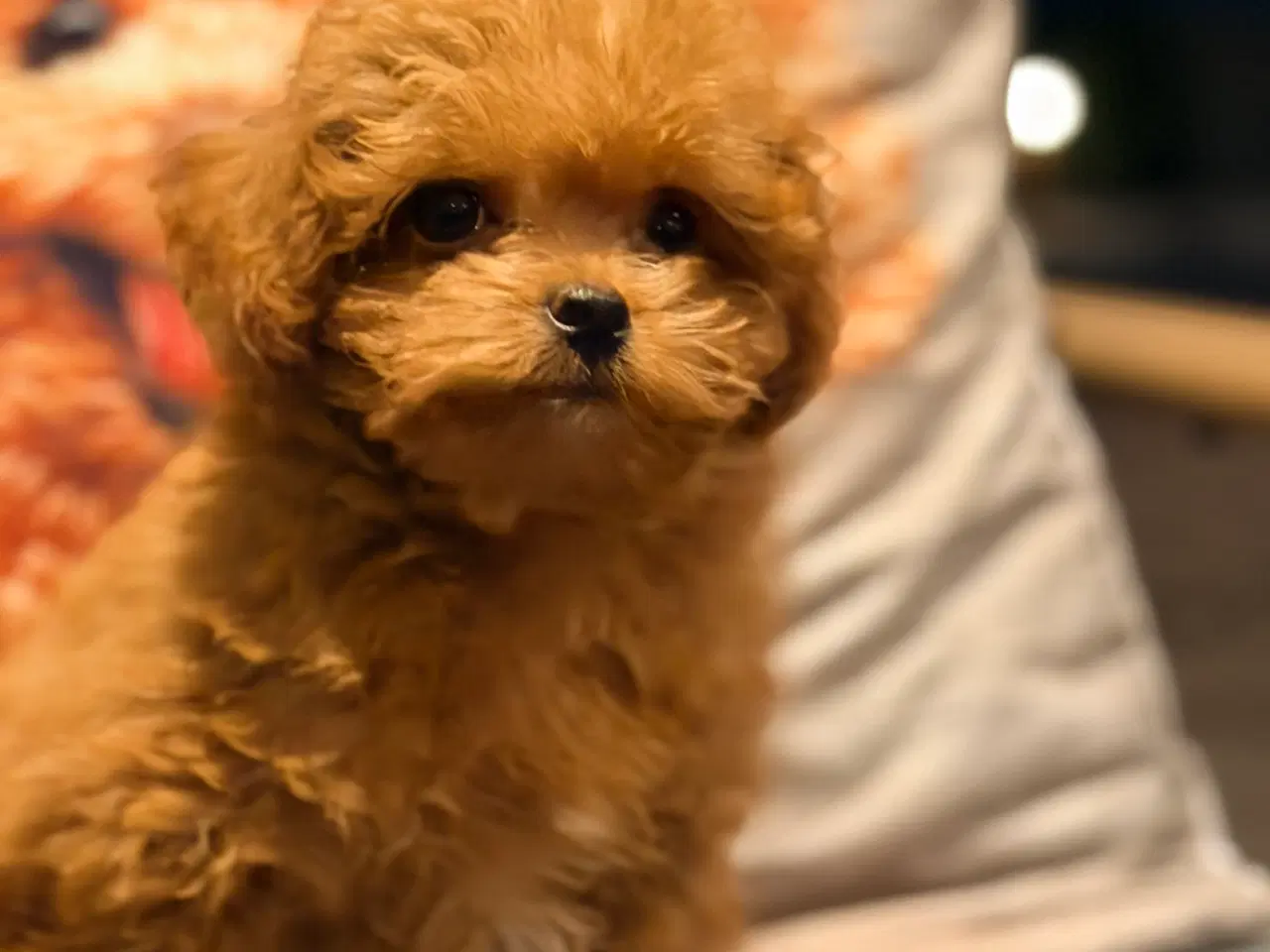 Billede 8 - Maltipoo