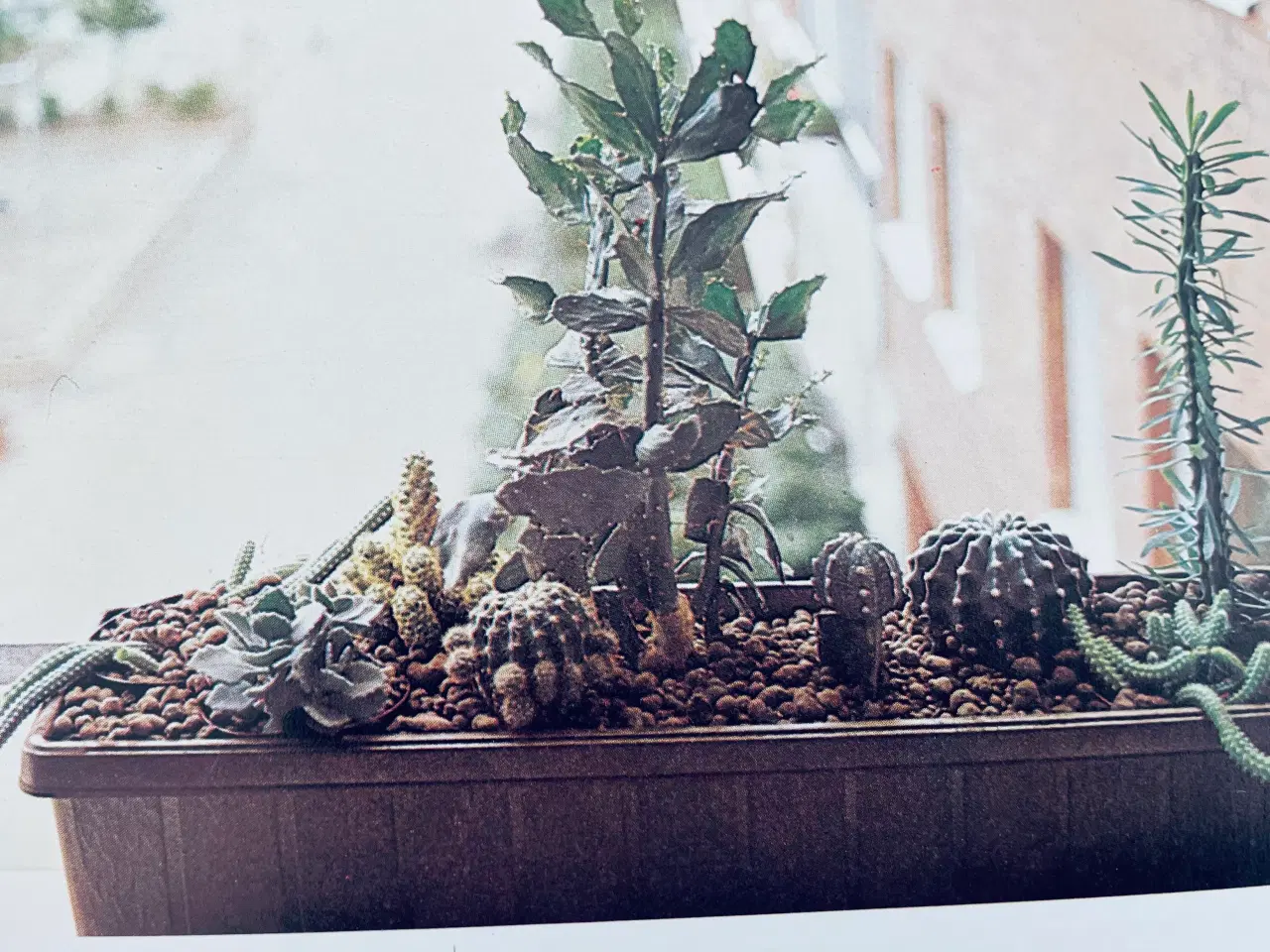 Billede 6 - Alt om stueplanter 
