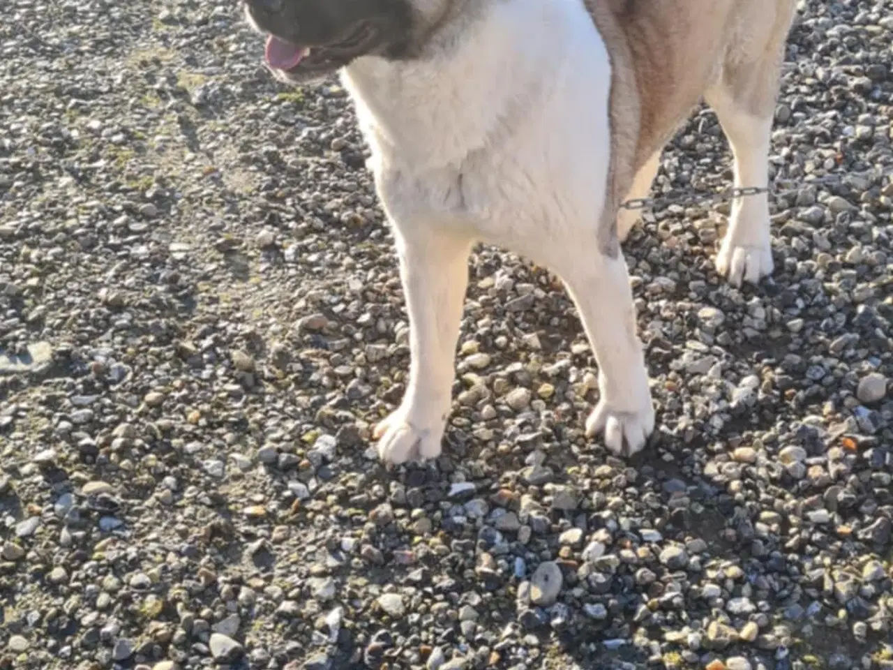 Billede 10 - Hundehvalpe Akita American 