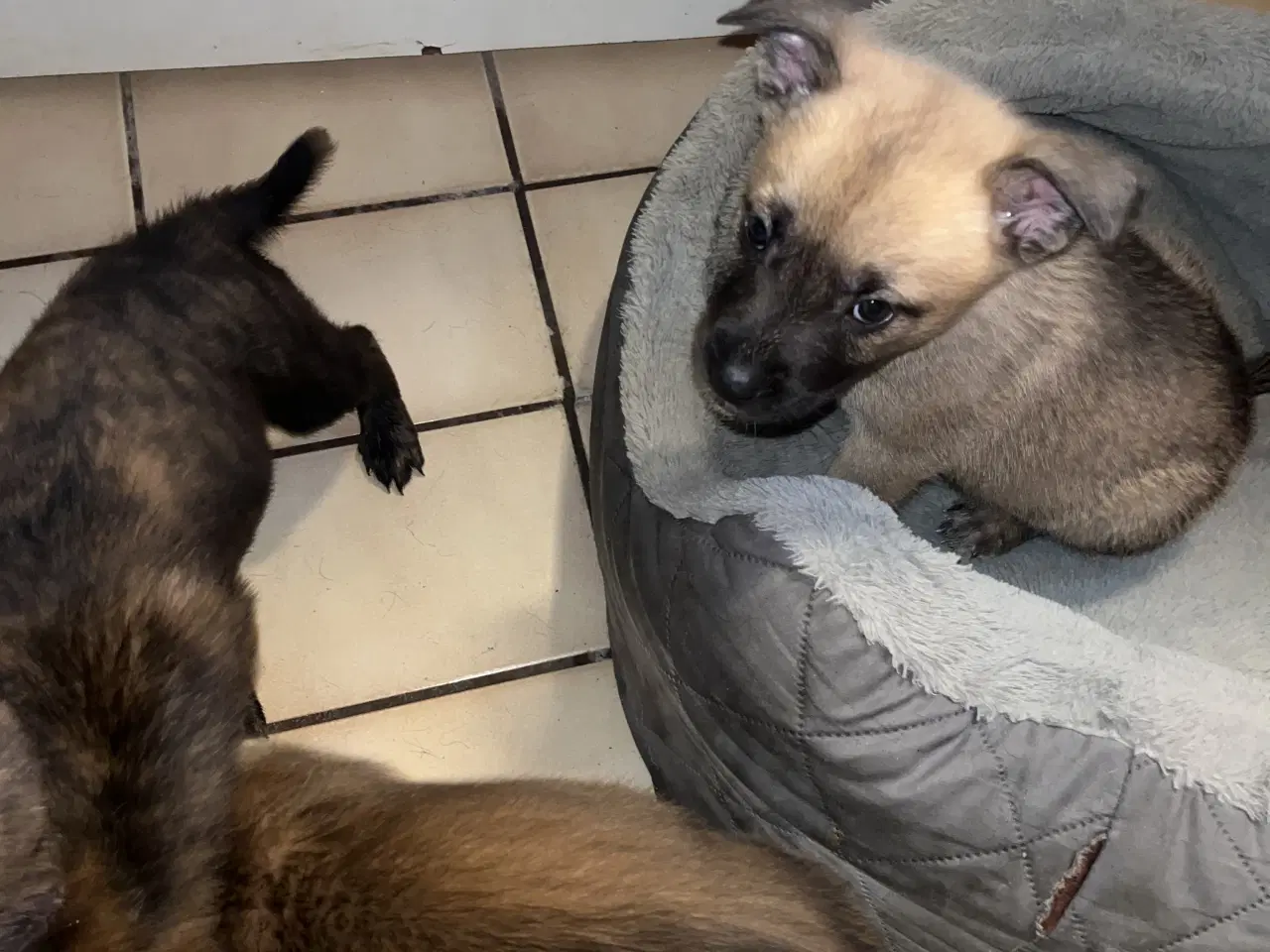 Billede 5 - Race: blanding malinois x staffordshire x Akita 