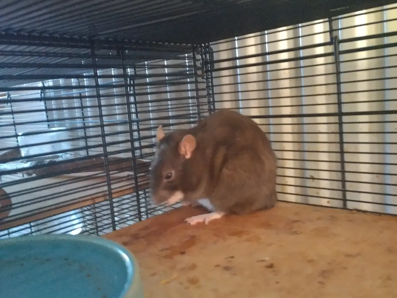 Billede 11 - Tamrotter (4 Drenge),(2 Piger)