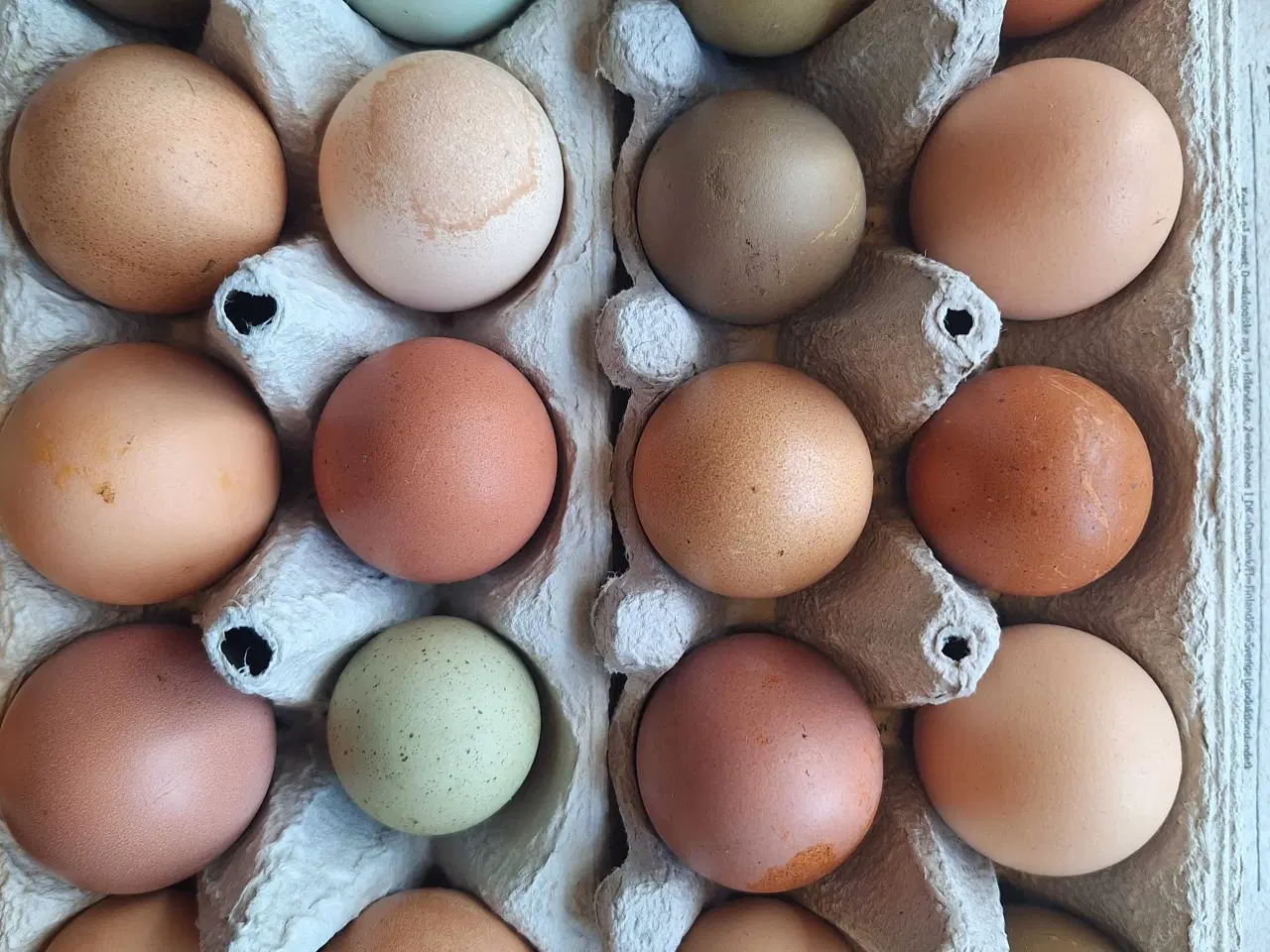 Billede 1 - Rugeæg fra blandet flok 