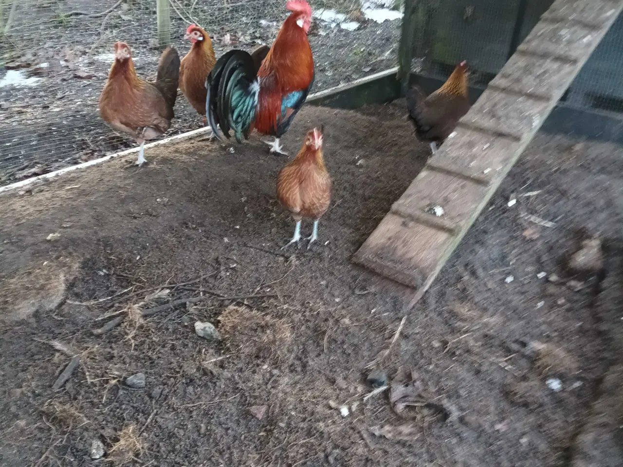 Billede 7 - Gamle danske landhøns dværg 