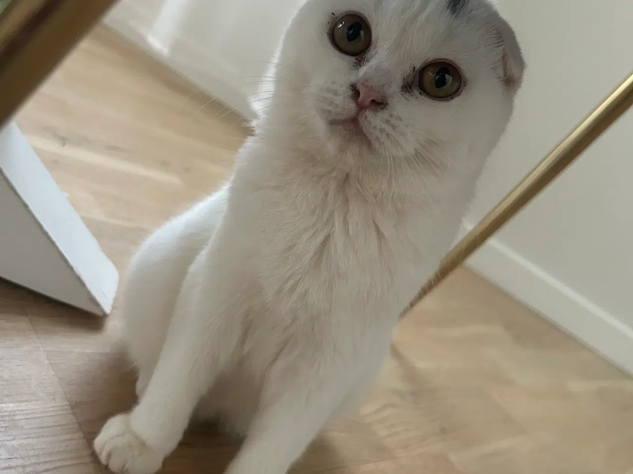 Billede 3 - Scottish fold, kat