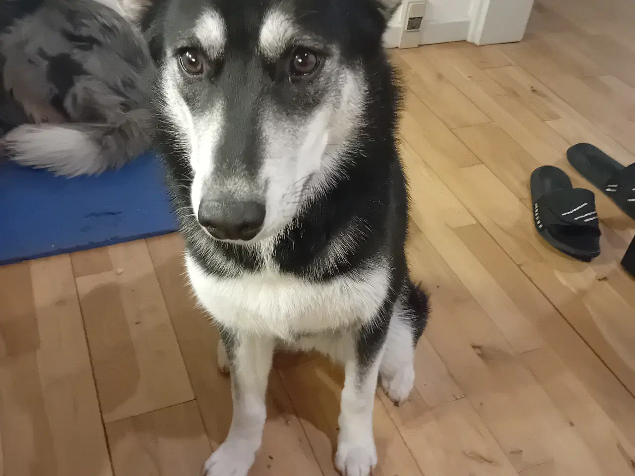 Billede 4 - Husky bla på 8 mrd... 