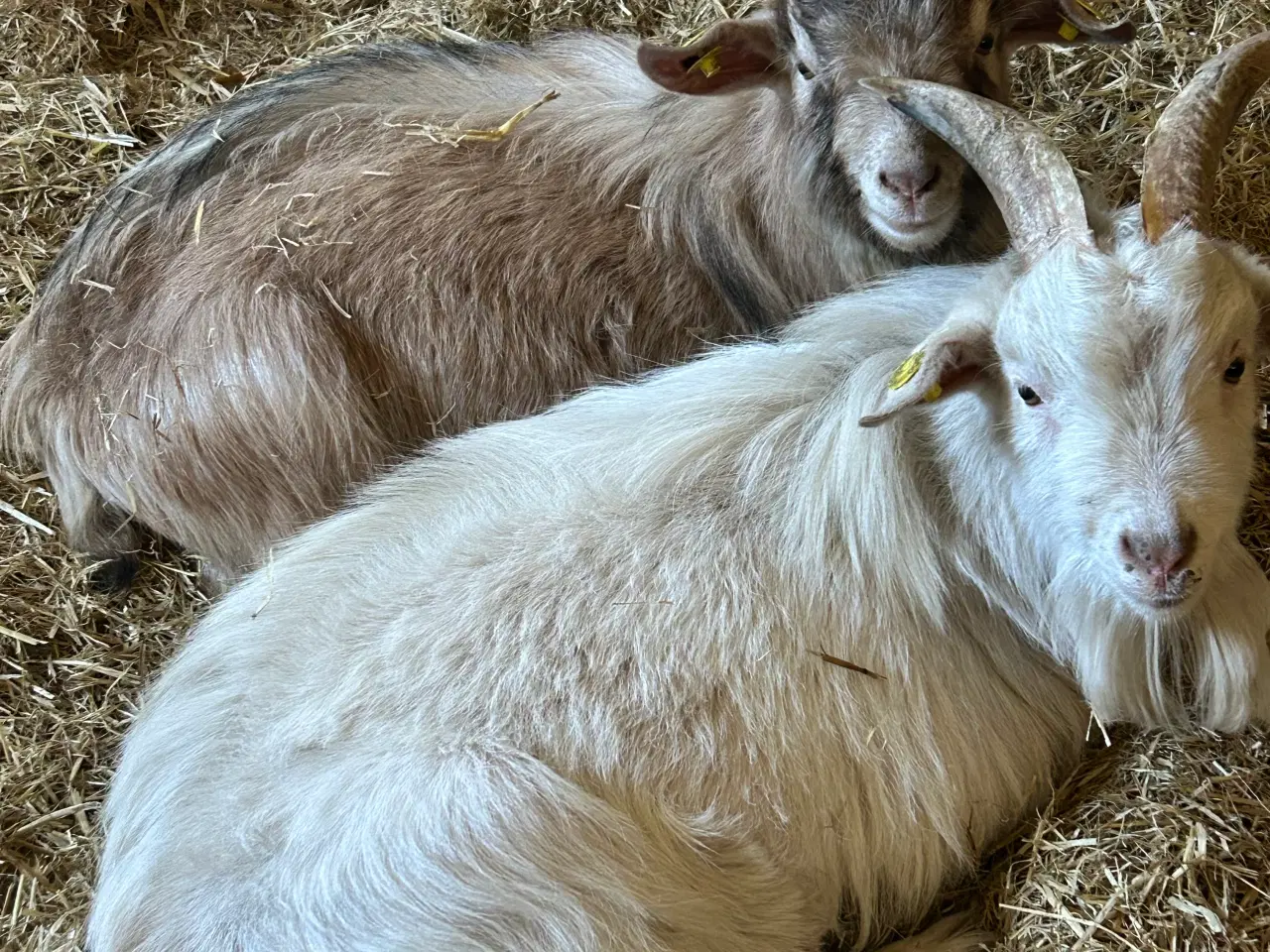 Billede 1 - 2 drenge søger nyt hjem