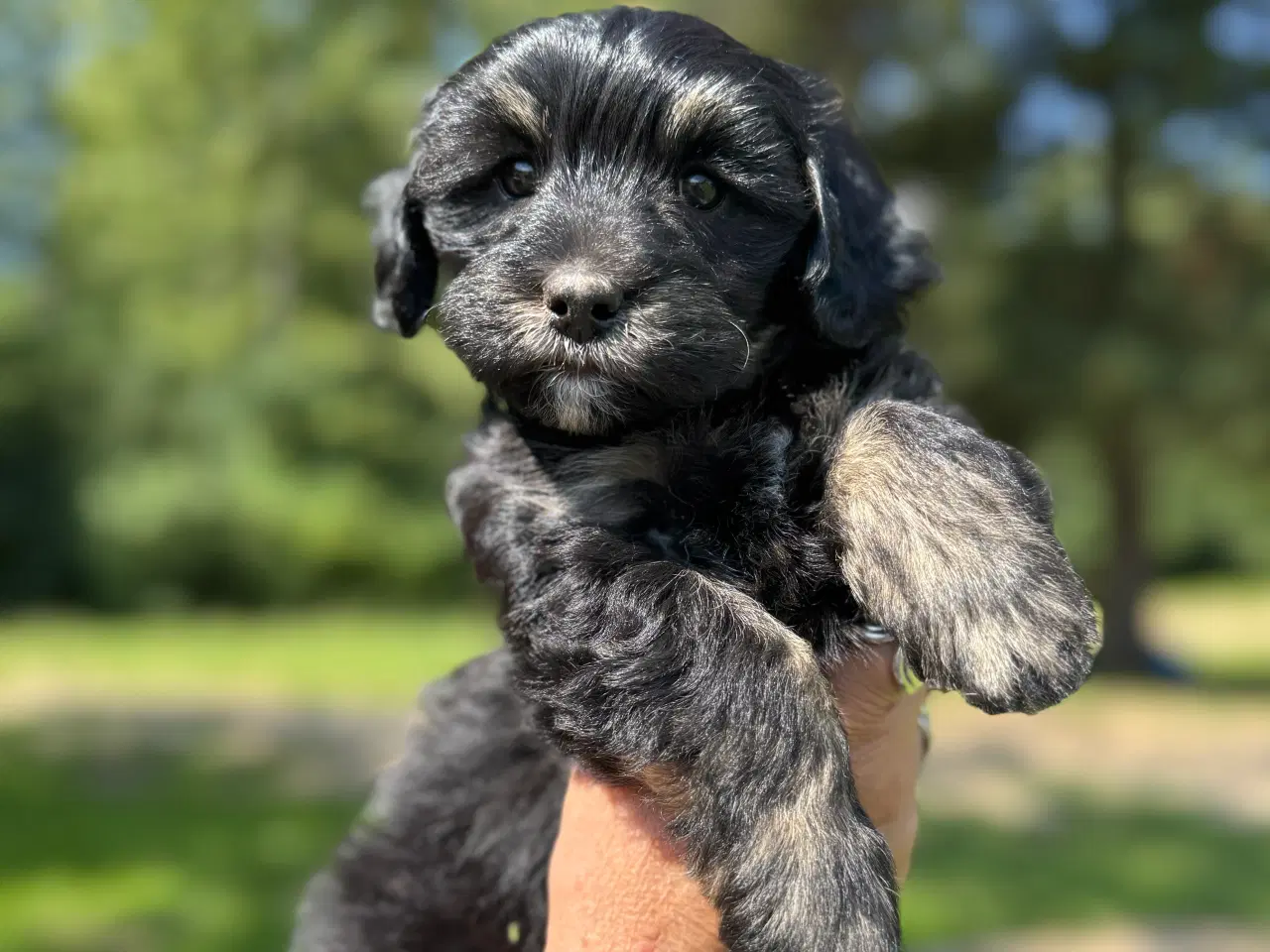 Billede 3 - Lhasadoodle hvalpe, fra testede forældre.