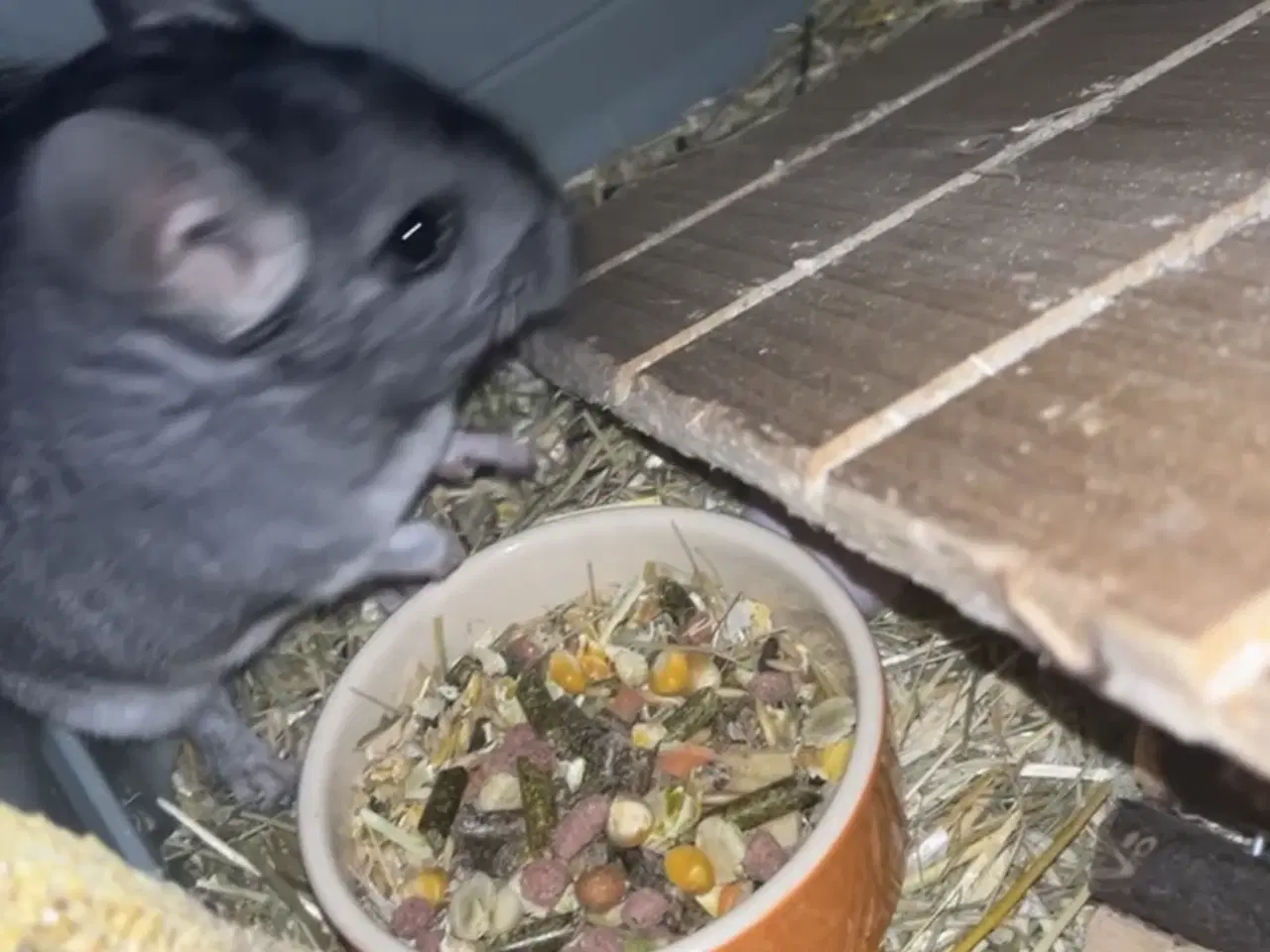Billede 4 - Chinchilla 