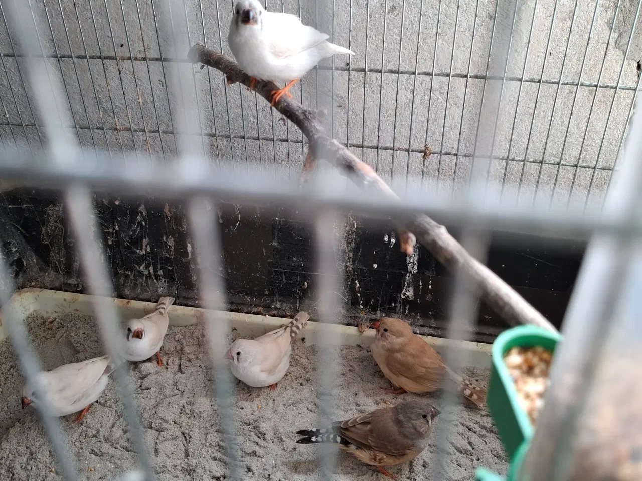 Billede 2 -  Zebrafinker unger 