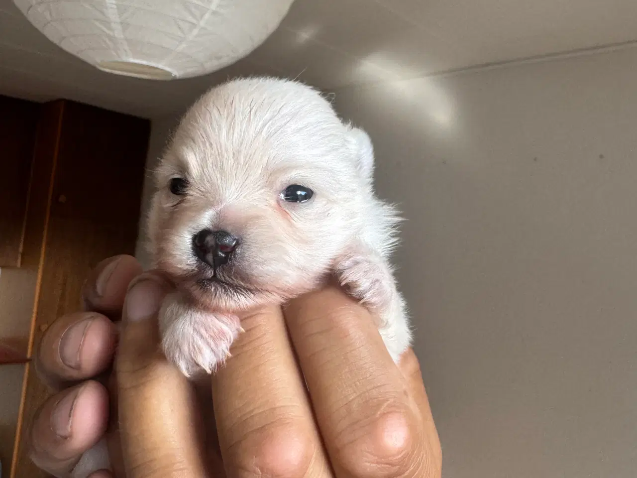 Billede 1 - Pomeranian Merle hvalp 