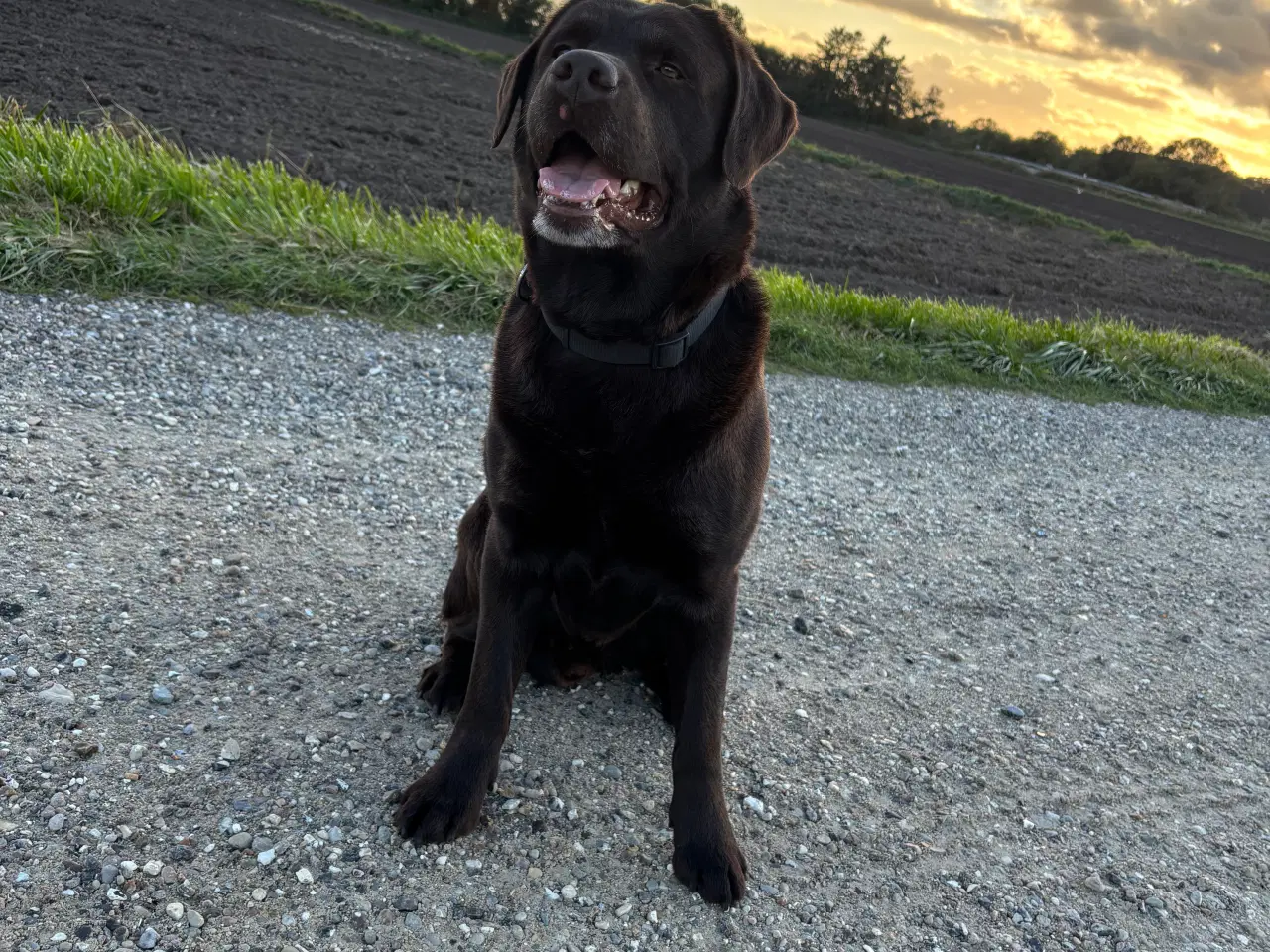 Billede 1 - Brun labrador 4,5 år