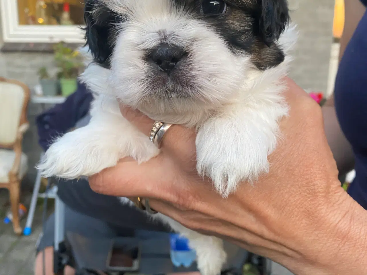 Billede 1 - Shih tzu Hvalpe.