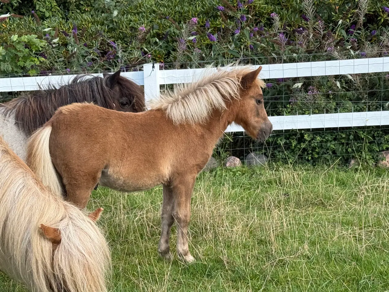 Billede 11 - Skøn mini pony 