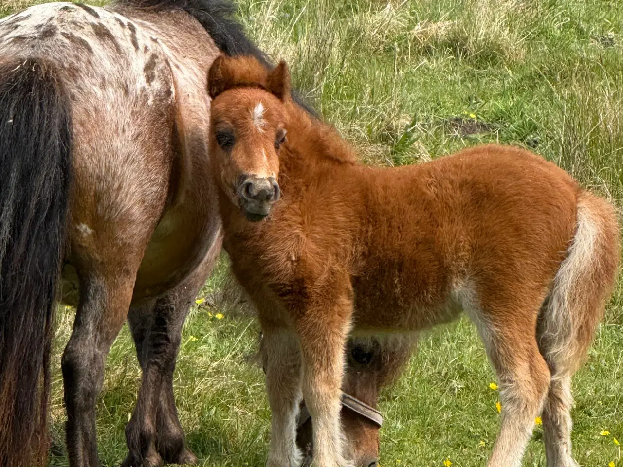 Billede 12 - Mini Pony 