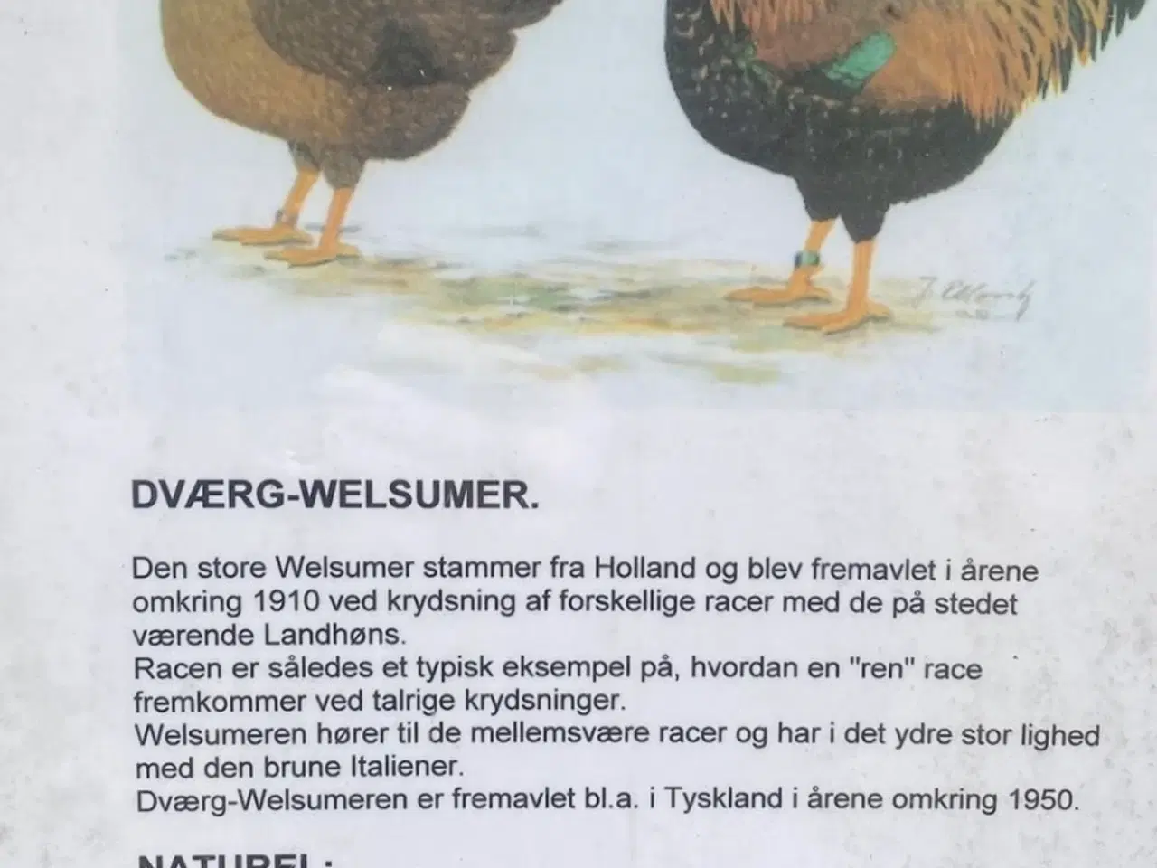 Billede 4 - Dværghøns. Fra i sommer.