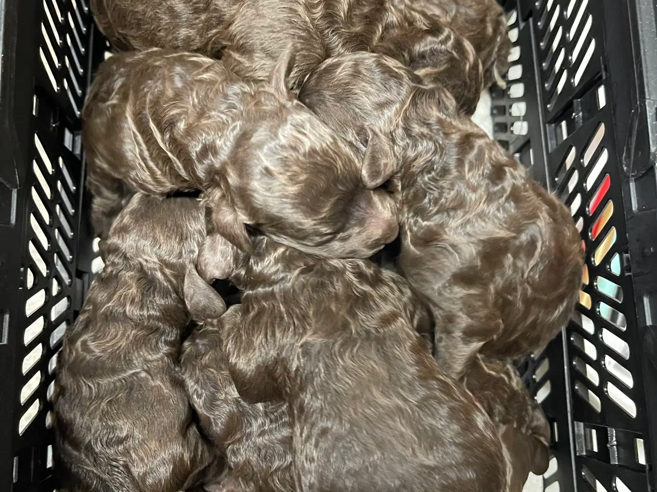 Billede 1 - Goldendoodle til jul 