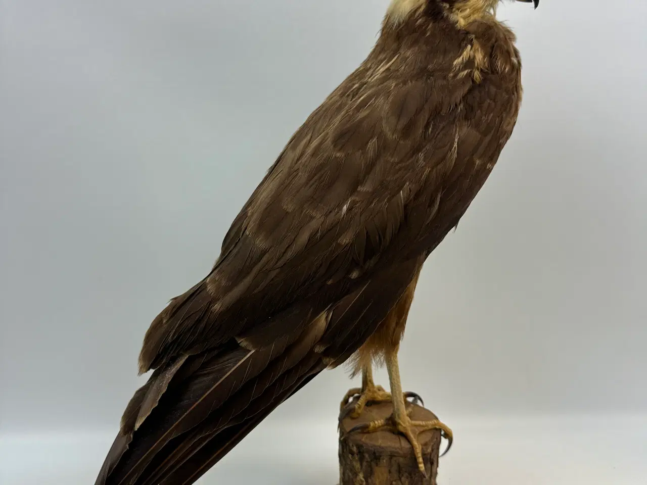 Billede 1 - Udstoppet Rørhøg