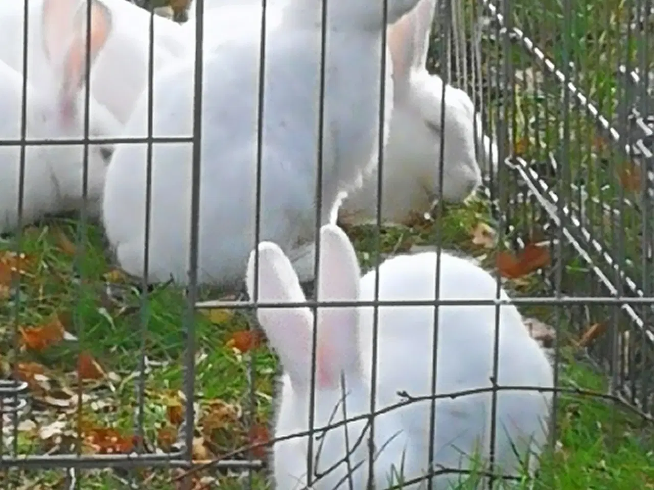Billede 8 - Hvid Land kanin unger.