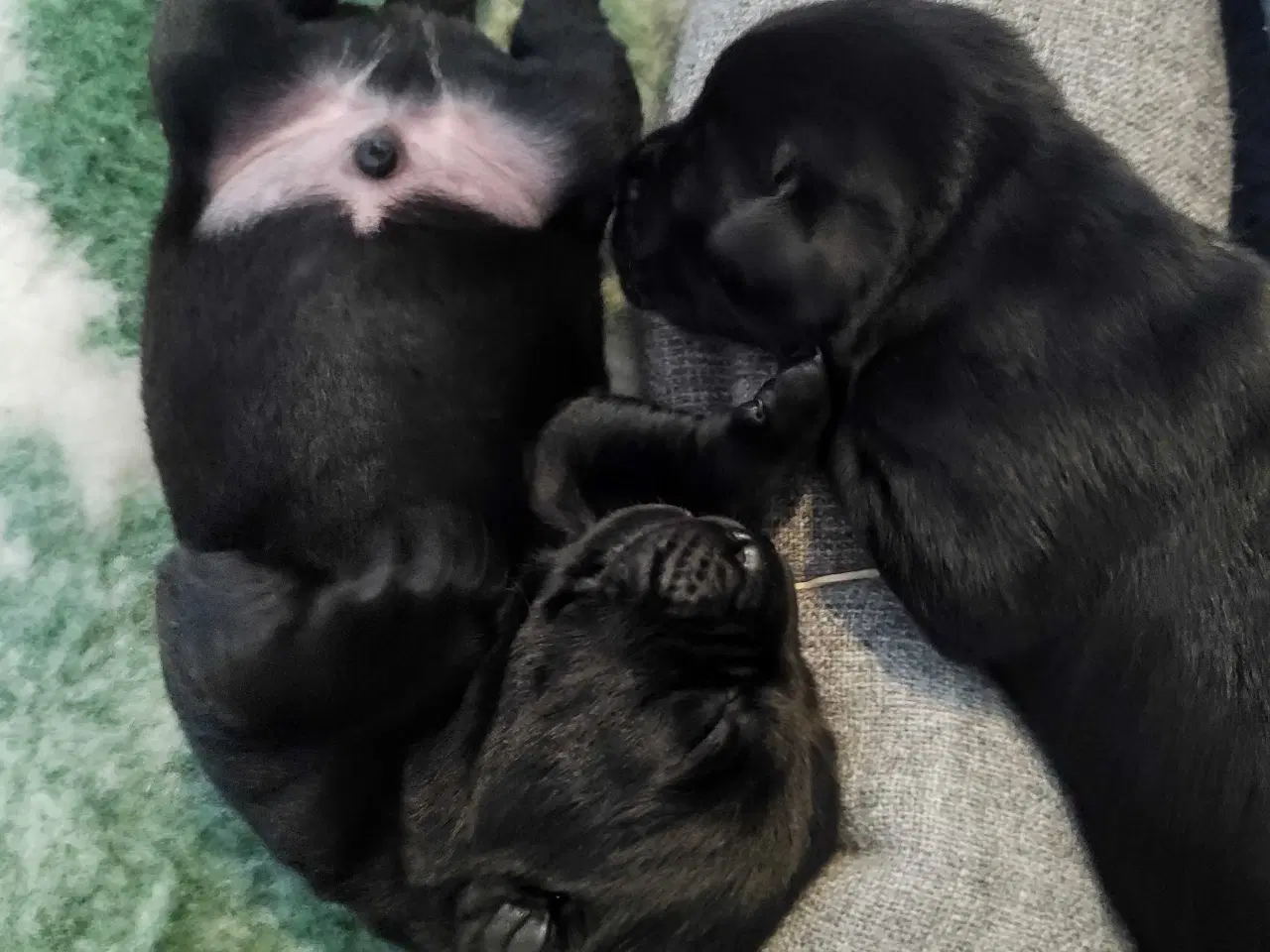 Billede 6 - Sort labrador hvalpe  - 1 han