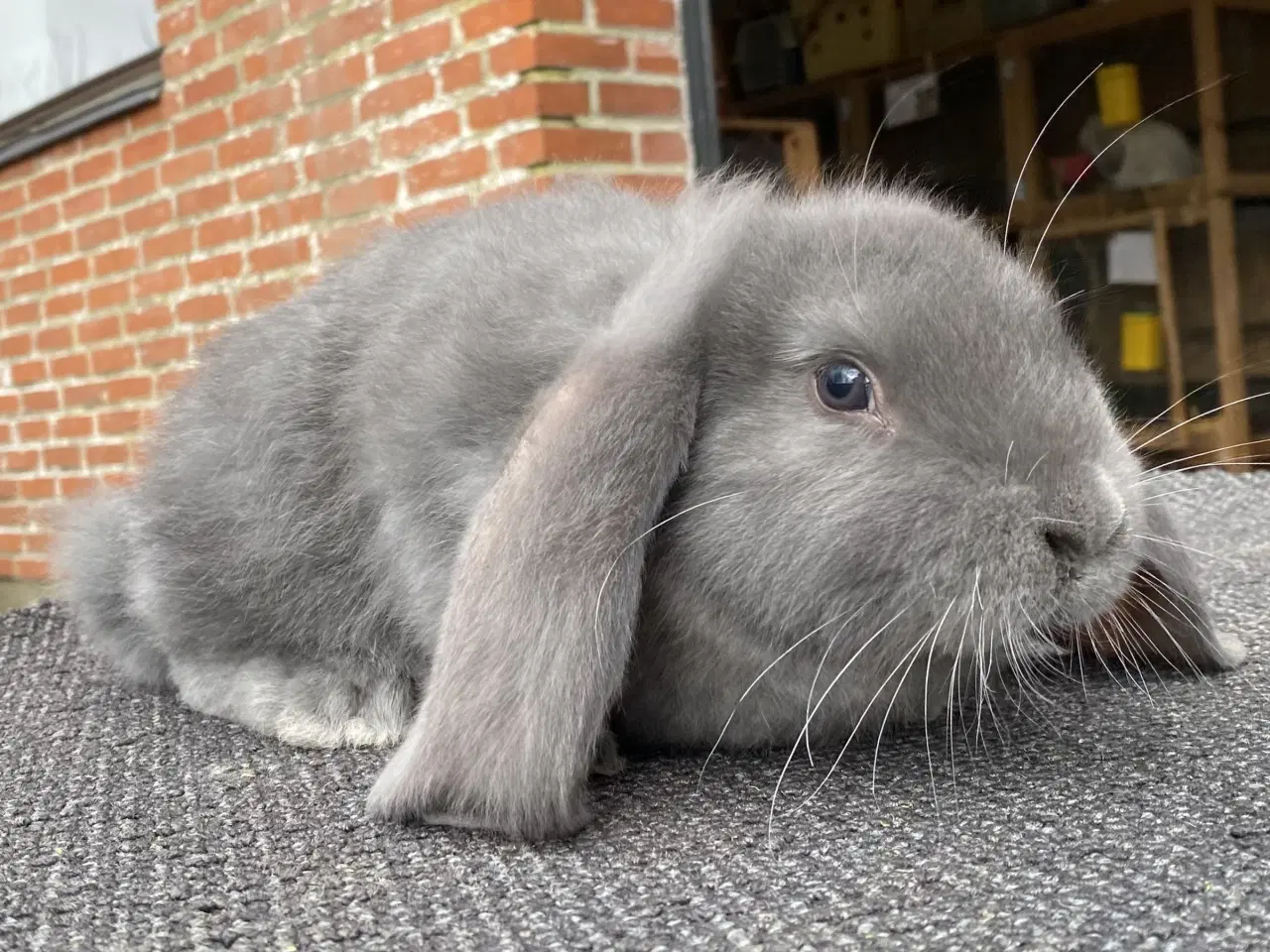 Billede 7 - FRANSK VÆDDER HAN BLÅ