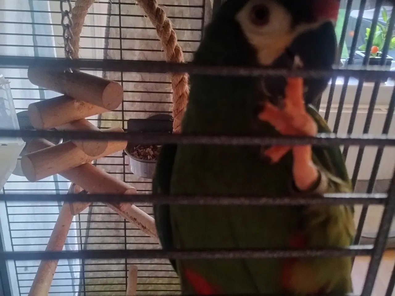 Billede 4 - Ara Maracana til salg