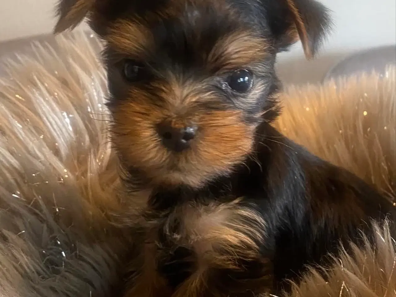 Billede 3 - Yorkshire terrier hvalpe