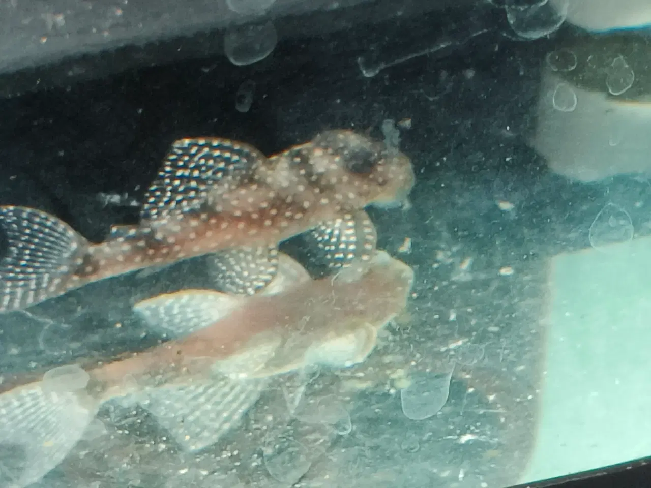 Billede 1 - L136 Hypancistrus 