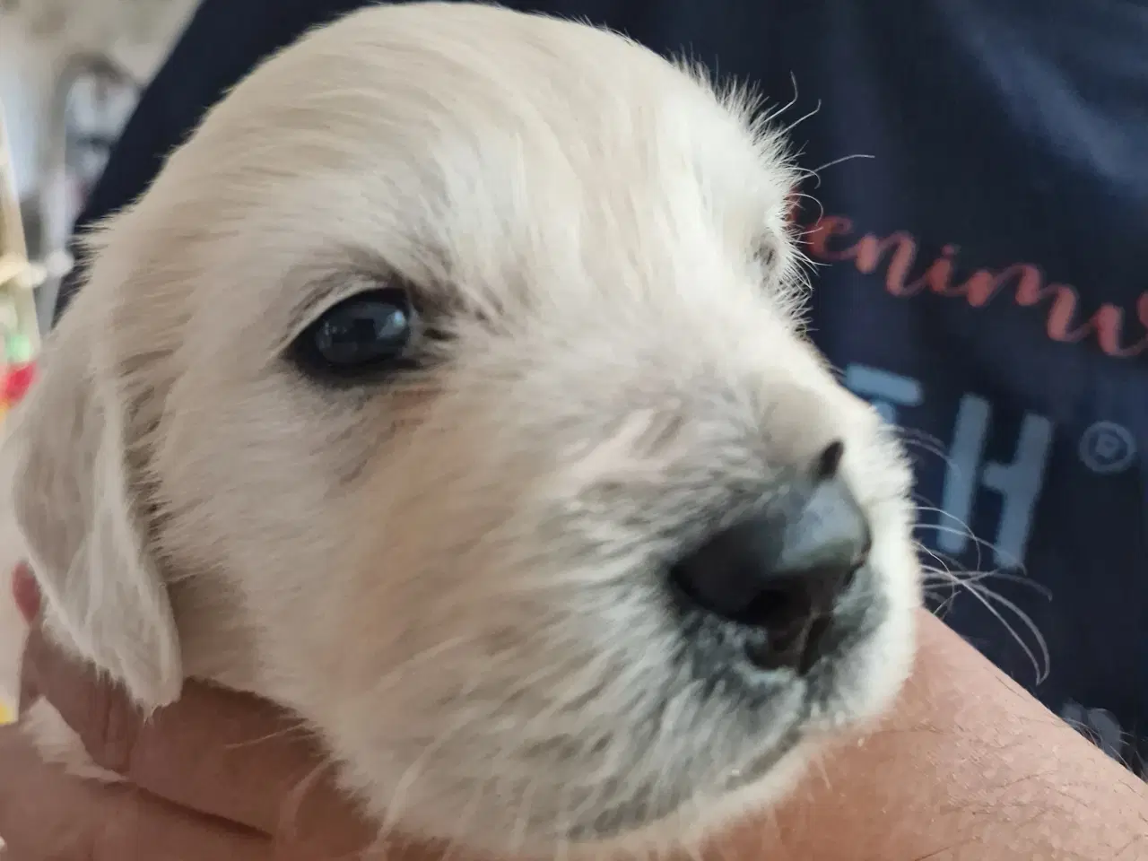 Billede 4 - Golden retriever han hvalp. "Hannibal"