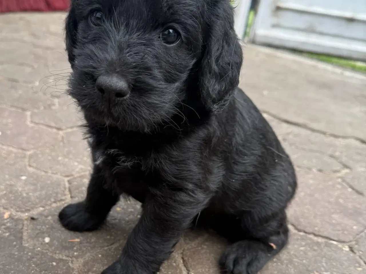 Billede 6 - Labradoodle hvalp 
