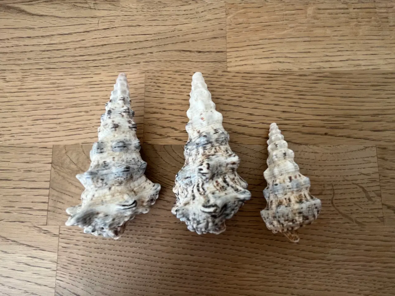 Billede 2 - Konkylier - 3 forskellige - 20 kr./stk. 