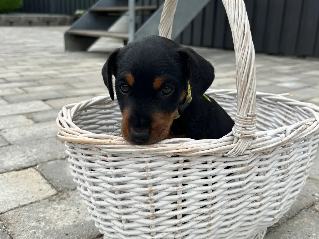 Billede 2 - Tysk jagtterrier hvalpe