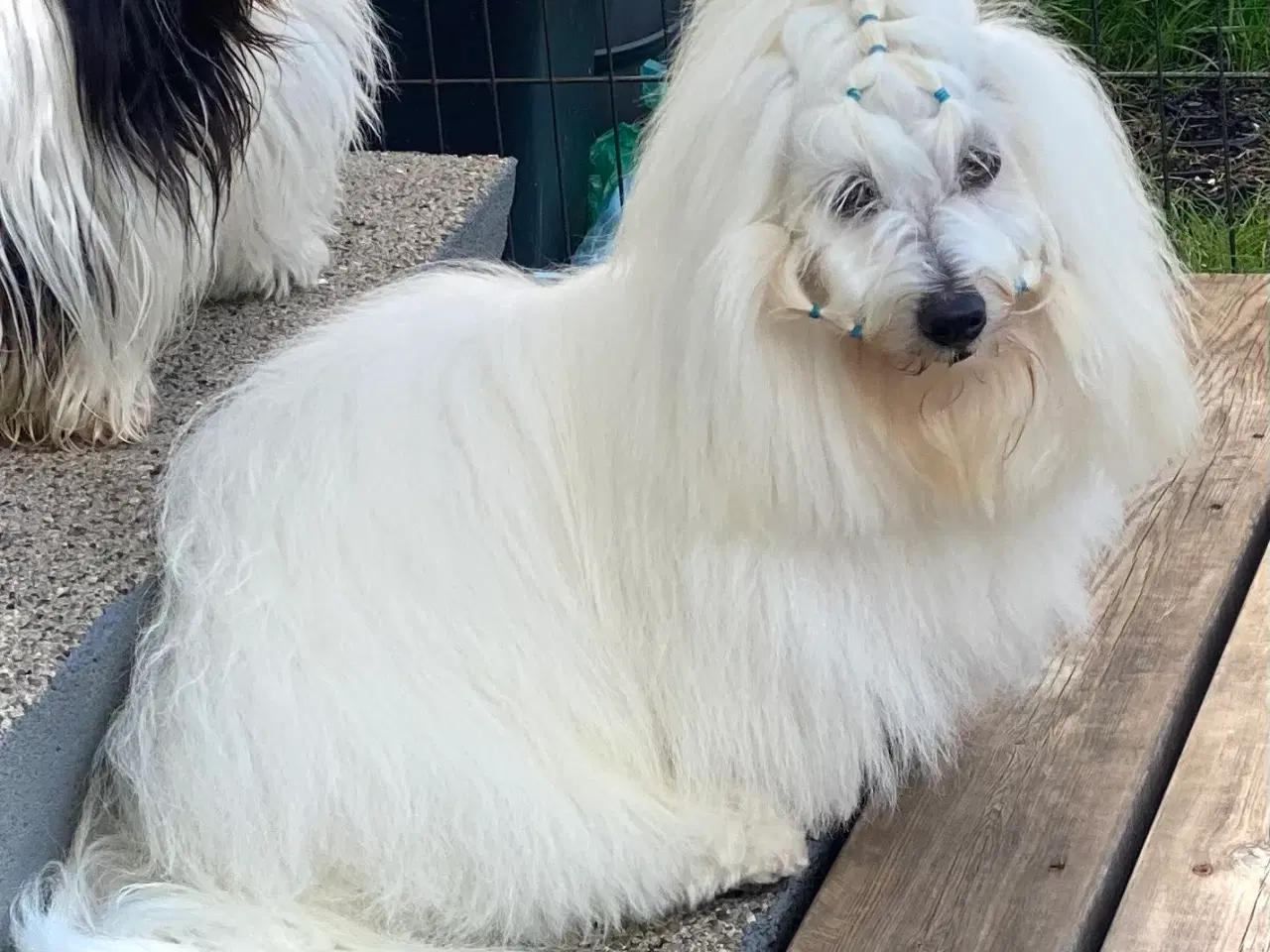 Billede 3 - Coton de Tulear med DKK stamtavle