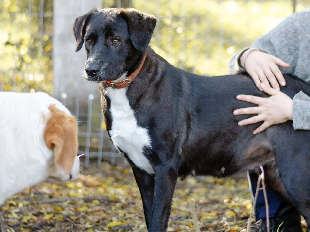 Billede 4 - Skønne Callie søger 4ever familie 🩷