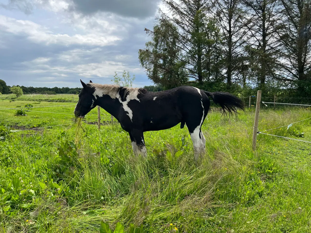 Billede 4 - American curly hingst