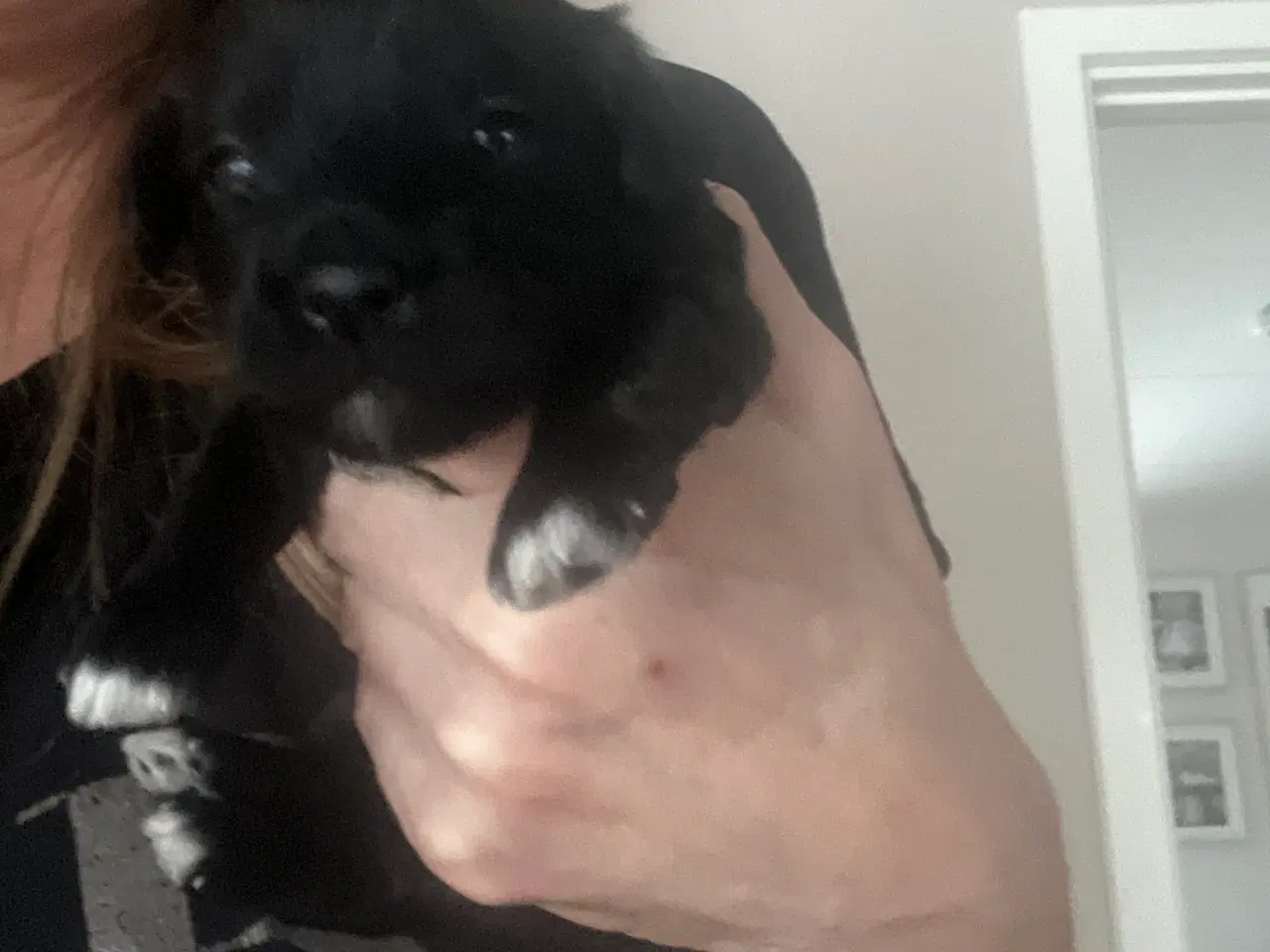 Billede 6 - Puddel malteser shitsu cotten hvalpe