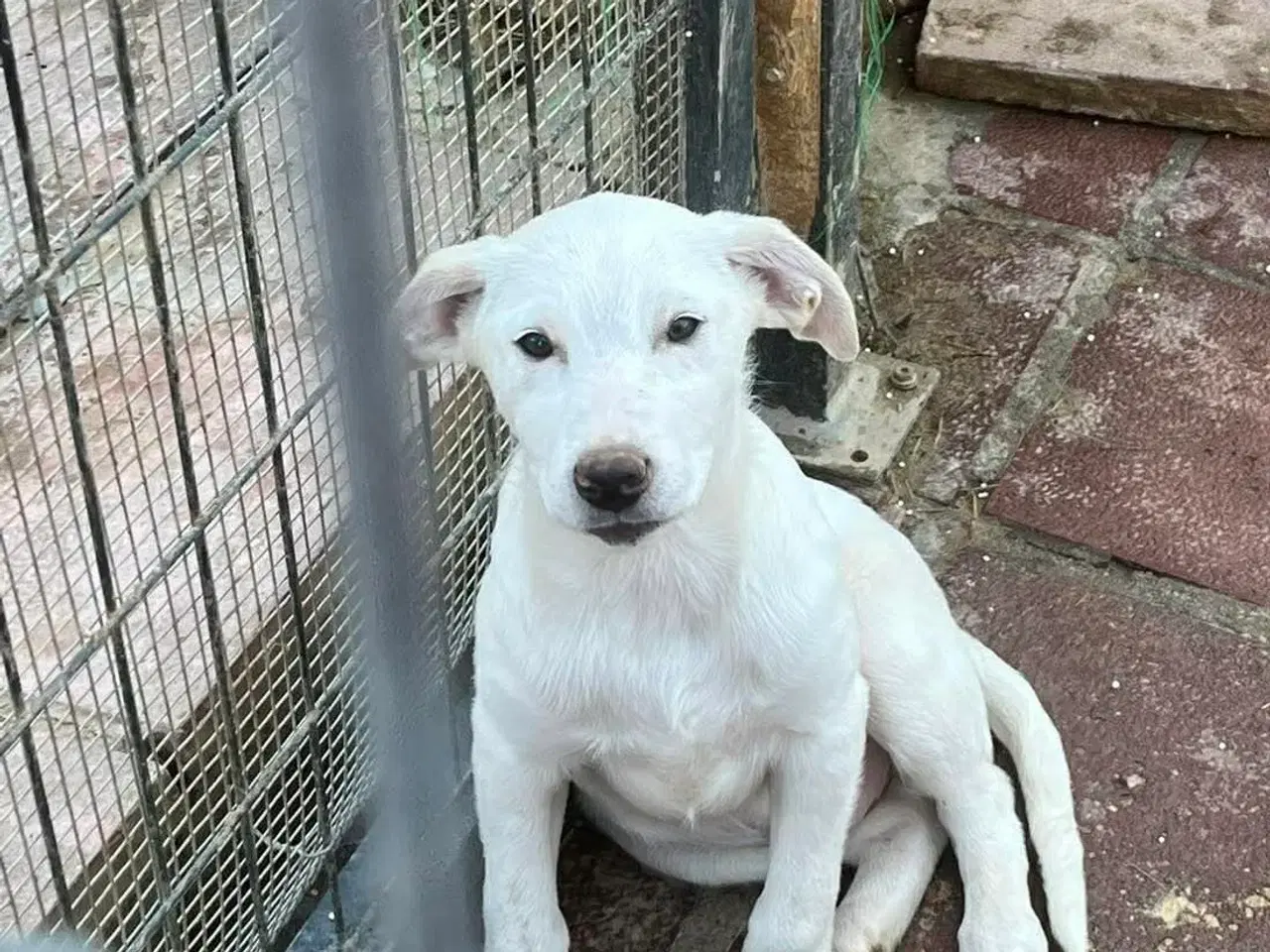 Billede 1 - Søde lille Creamy søger familie 
