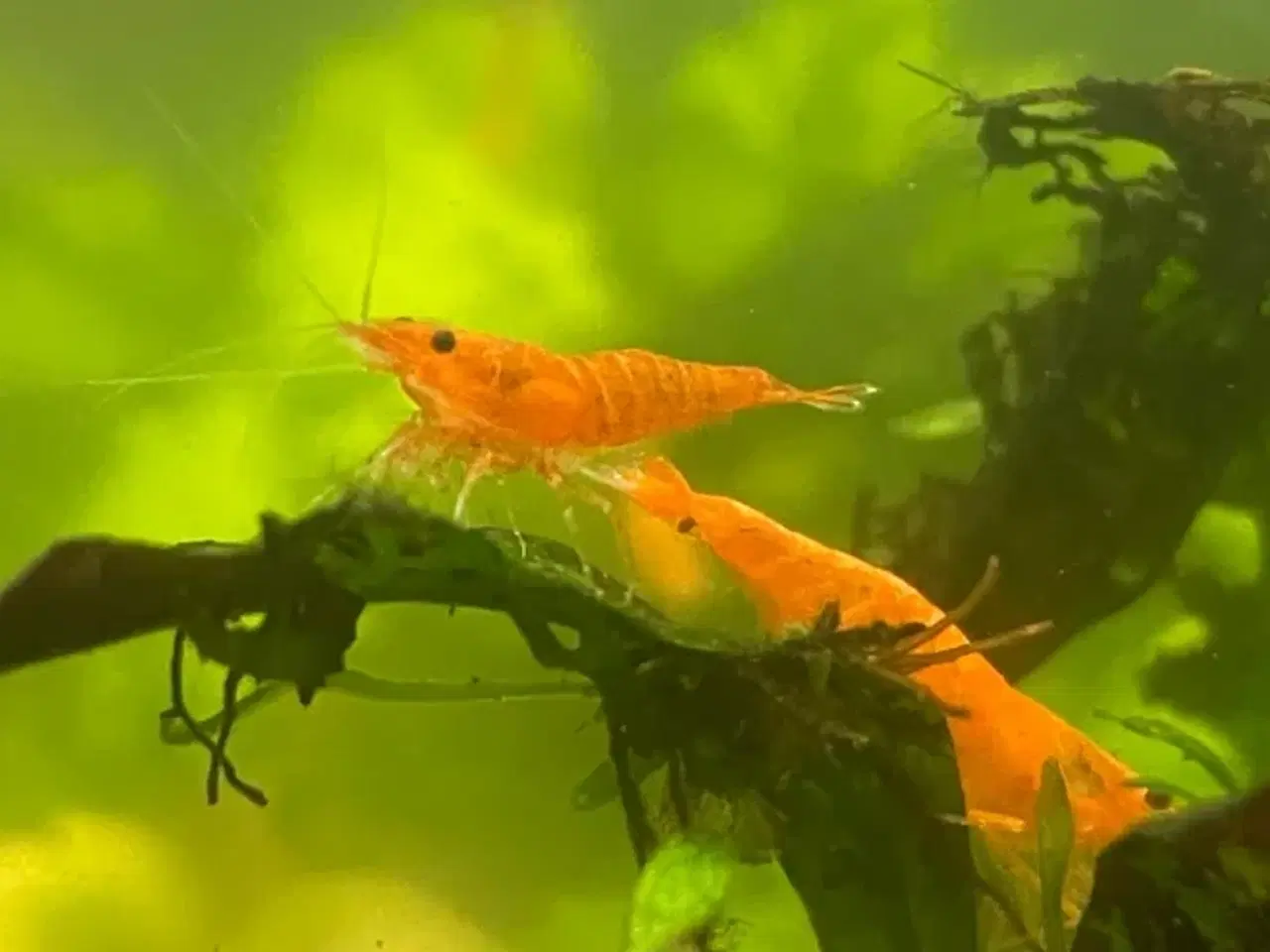 Billede 1 - Neocaridina rejer orange