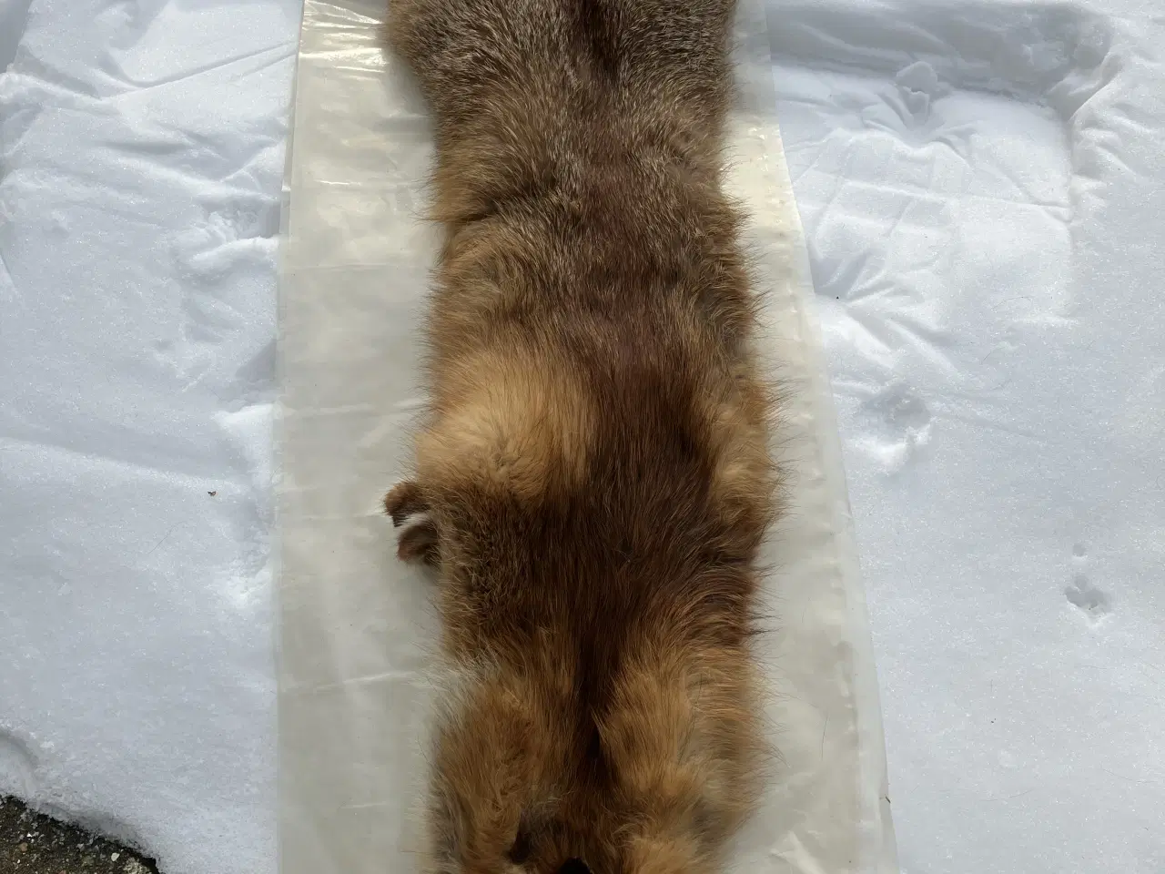 Billede 4 - Ræveskind