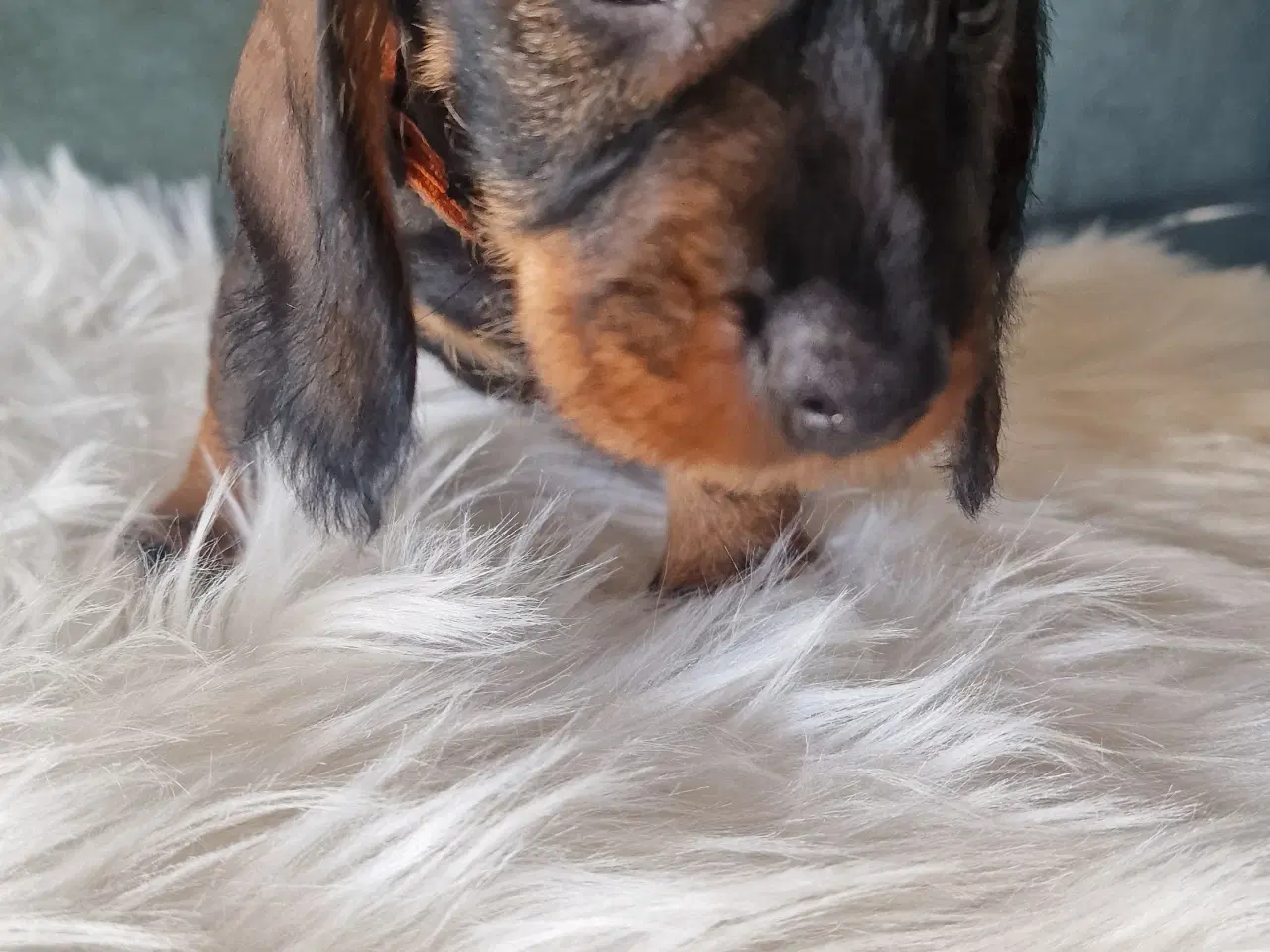 Billede 2 - Ruhårdet standard vildfarvet gravhund