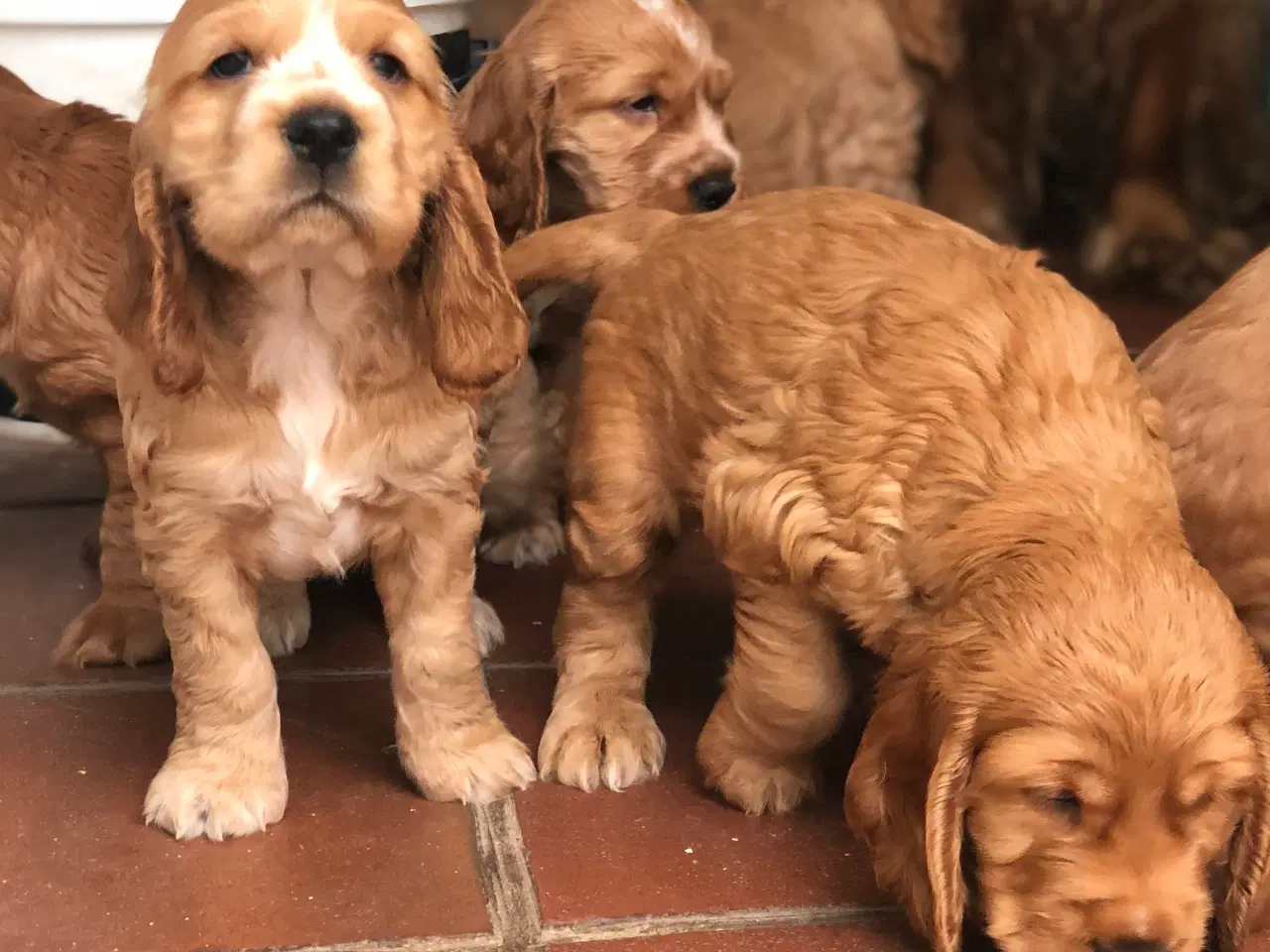 Billede 2 - Engelsk Cocker spaniel