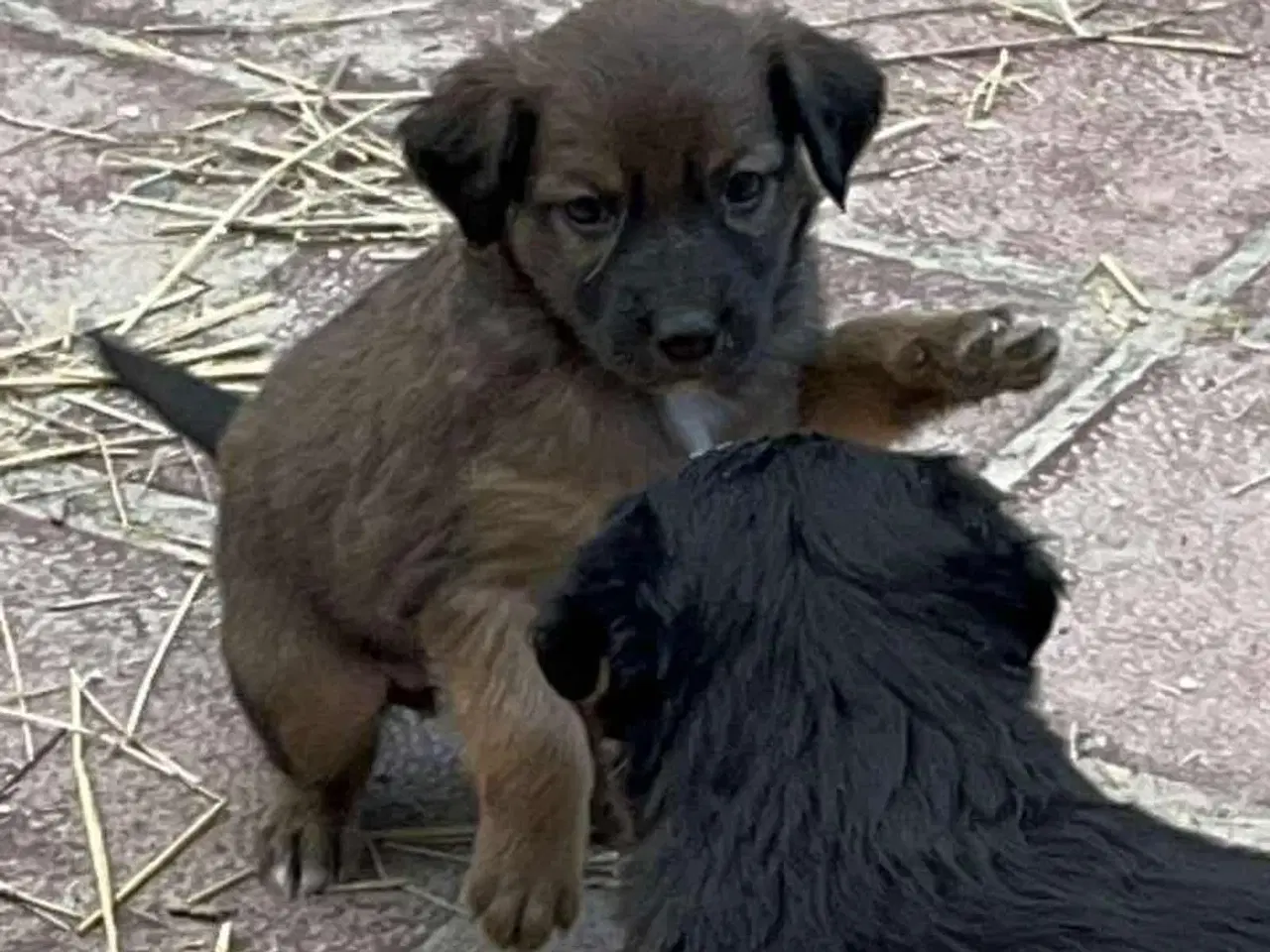 Billede 2 - Sugar søger sin egen familie🩷