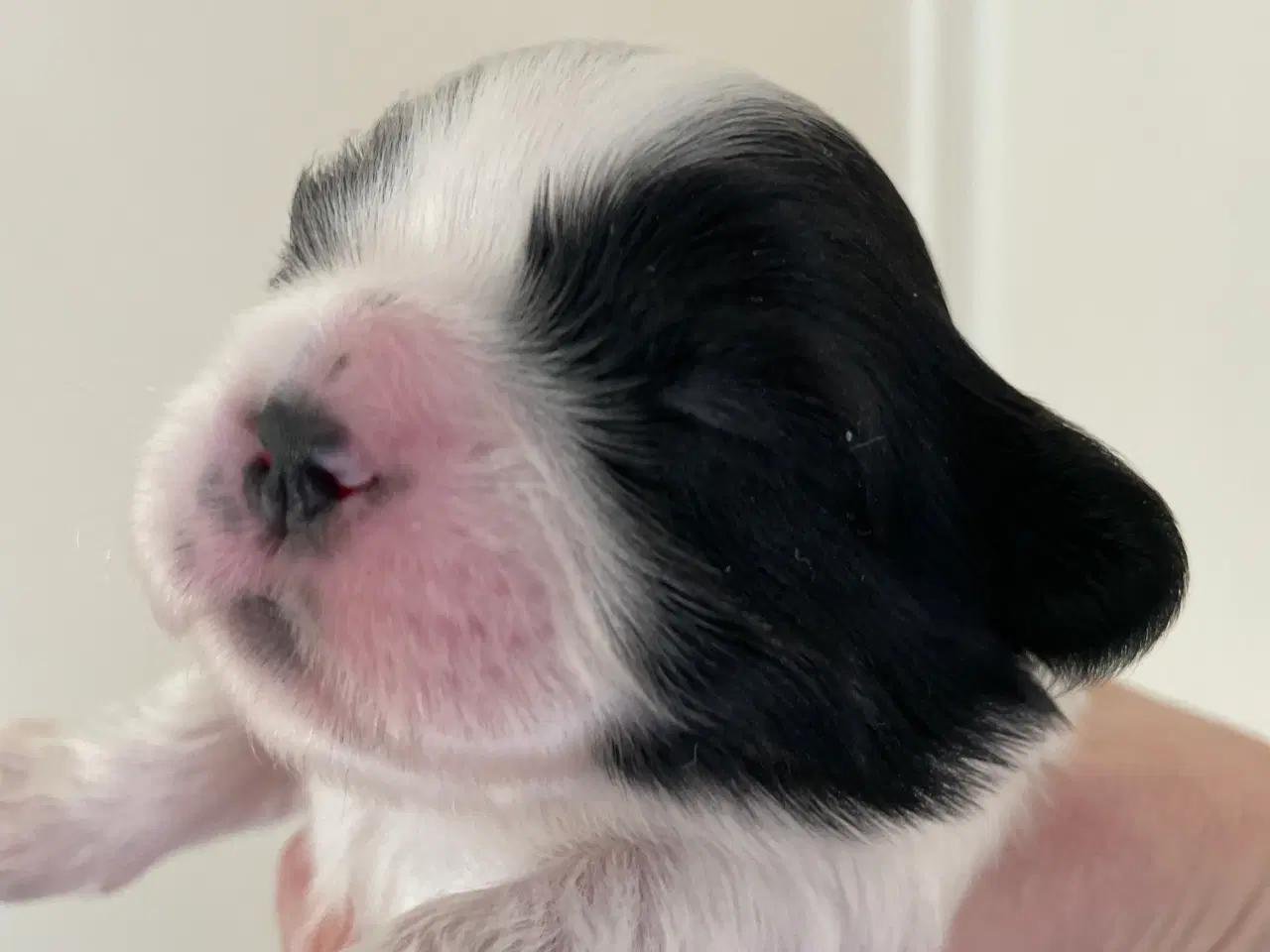 Billede 4 - Shih tzu hvalpe 