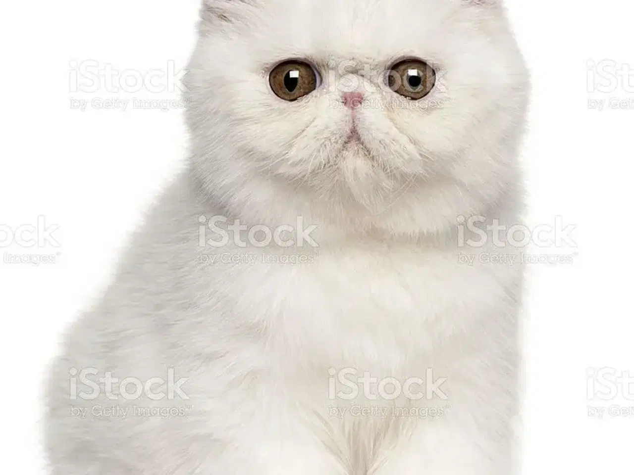 Billede 2 - søger exotic shorthair kat