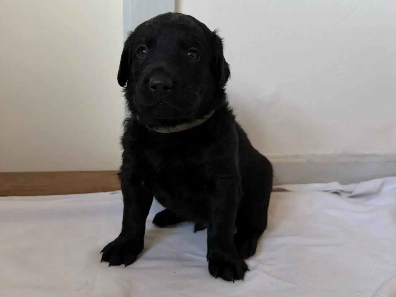 Billede 4 - Dejlige hvalpe.1 dreng tilbage.