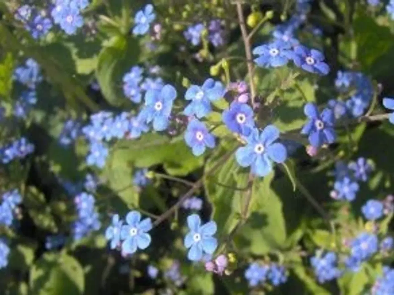 Billede 13 - Stauder, mange forskellige