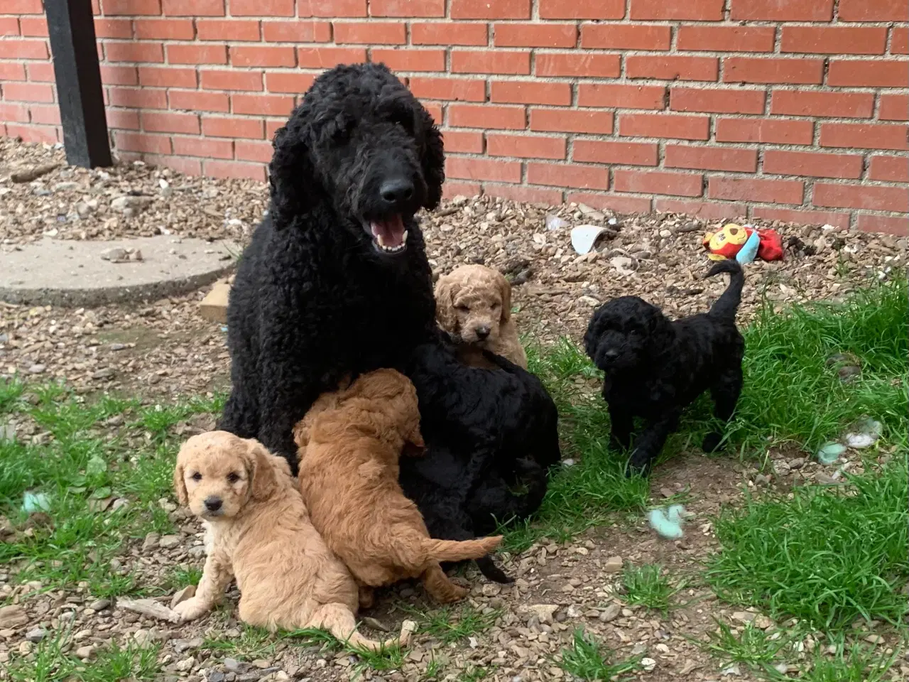 Billede 19 - Mini Golden Doodle F1B babyer 