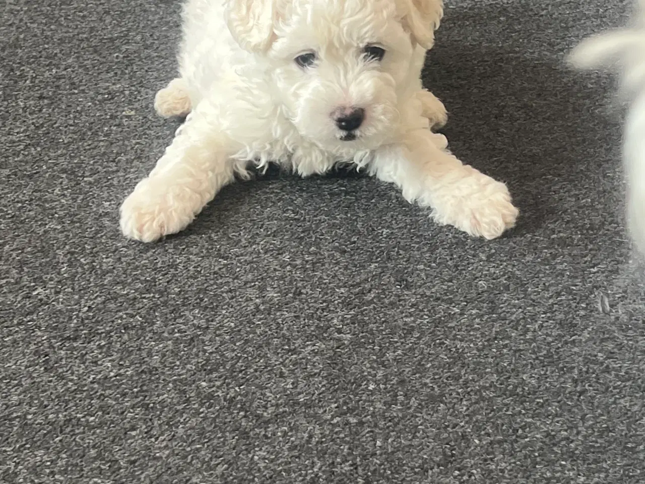 Billede 3 - Malteser/bichon hvalpe 