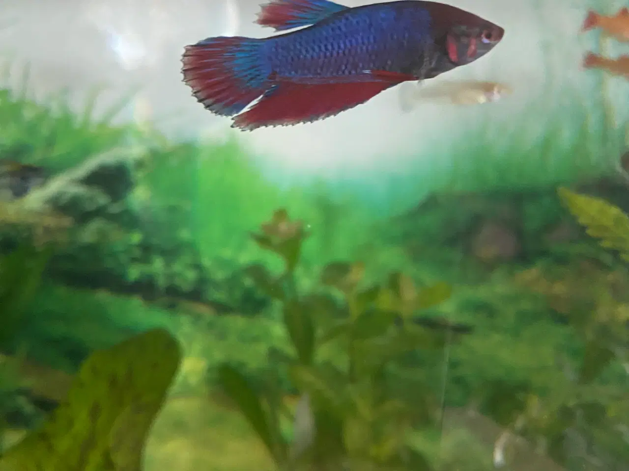 Billede 2 - Kampfisk hun 